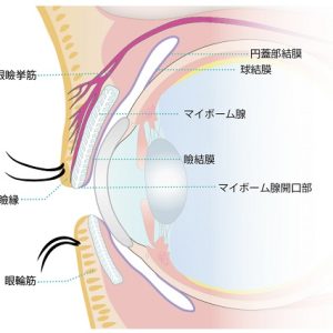 マイボーム線