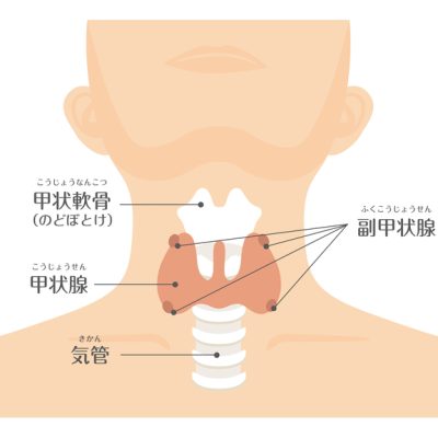 甲状腺