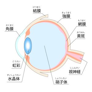 網膜と硝子体